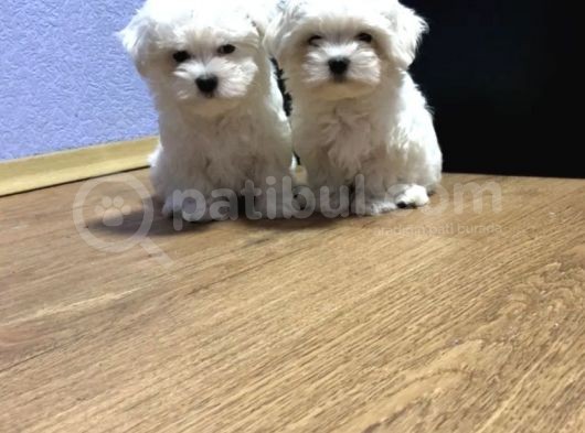 Maltese Mini Boy Yavrular görsel