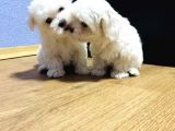Maltese Mini Boy Yavrular