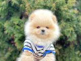 Safkan Pomeranian Boo Yavrularımız