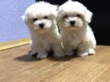 Maltese Mini Boy Yavrular