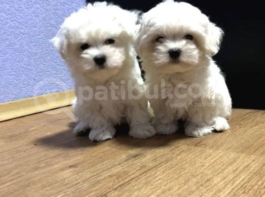 Maltese Mini Boy Yavrular