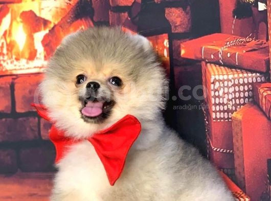 Gülen Yüz Ayicik Pomerani̇an Boo