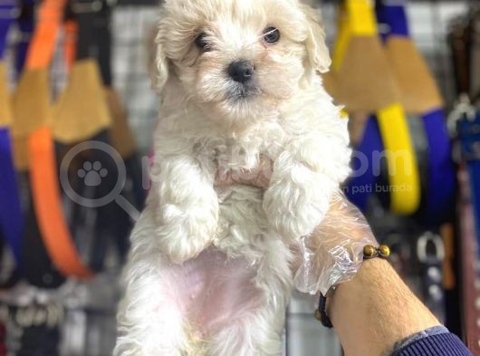 Maltese Kizlar görsel