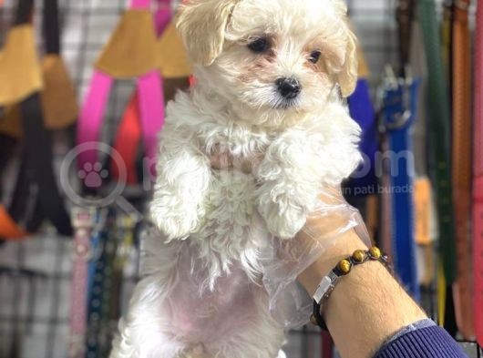 Maltese Kizlar görsel