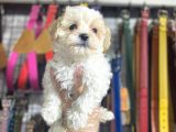 Maltese Kizlar