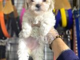 Maltese Kizlar