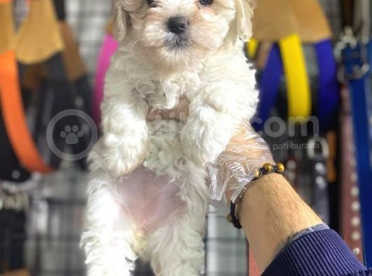 Maltese Kizlar görsel