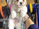 Maltese Kizlar