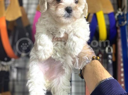 Maltese Kizlar