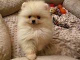 Üst Kali̇te Pomerani̇an Boo Kizimiz