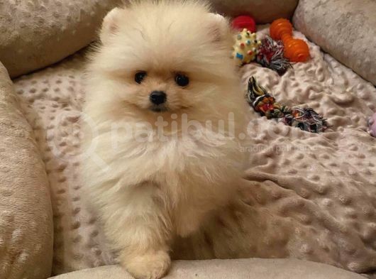 Üst Kali̇te Pomerani̇an Boo Kizimiz