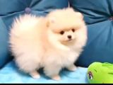 Üst Kali̇te Pomerani̇an Boo Kizimiz