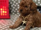 Redbrown %100 Safkan Toy Poodle Bebekler