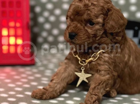 Redbrown %100 Safkan Toy Poodle Bebekler görsel