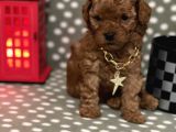 Redbrown %100 Safkan Toy Poodle Bebekler