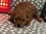 Redbrown %100 Safkan Toy Poodle Bebekler