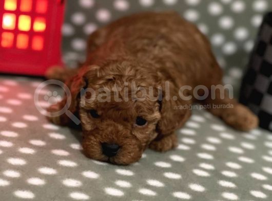 Redbrown %100 Safkan Toy Poodle Bebekler görsel