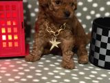 Redbrown %100 Safkan Toy Poodle Bebekler