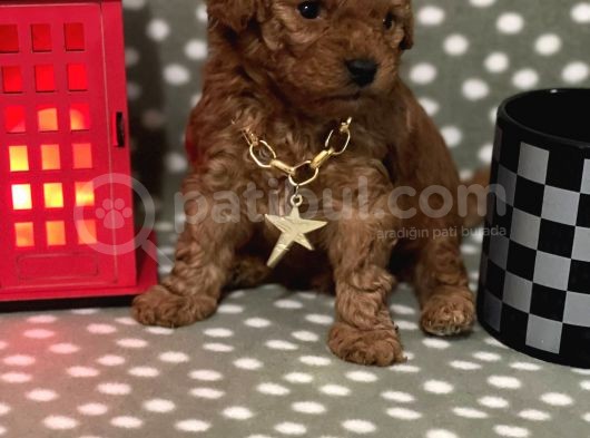 Redbrown %100 Safkan Toy Poodle Bebekler