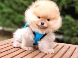 Pomeranian Boo Teddy Bear Yavrular