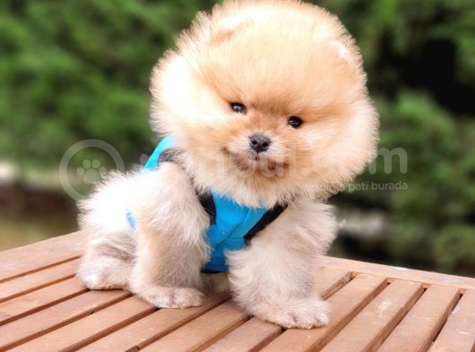Pomeranian Boo Teddy Bear Yavrular görsel