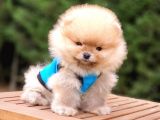 Pomeranian Boo Teddy Bear Yavrular