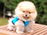 Pomeranian Boo Teddy Bear Yavrular