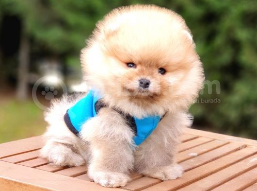 Pomeranian Boo Teddy Bear Yavrular