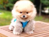 Pomeranian Boo Teddy Bear Yavrular