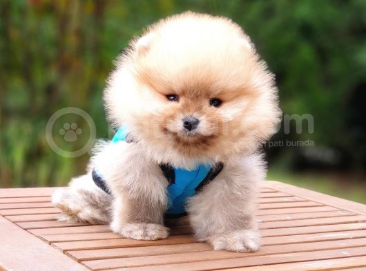 Pomeranian Boo Teddy Bear Yavrular görsel