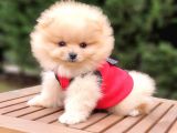 Teddy Face Pomeranian Boo Dişi Yavrularımız