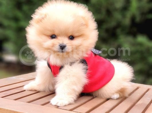 Teddy Face Pomeranian Boo Dişi Yavrularımız görsel