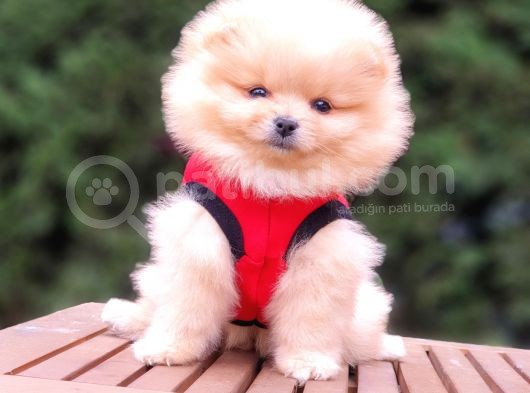 Teddy Face Pomeranian Boo Dişi Yavrularımız görsel