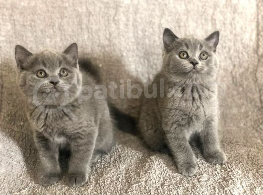 Baby Face Orji̇nal Bri̇ti̇sh Shorthai̇r Di̇şi̇ Ve Erkek Yavrular görsel