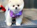 Ayı Surat Pomeranian Boo Yavrularımız