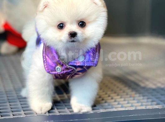 Ayı Surat Pomeranian Boo Yavrularımız görsel