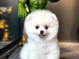 Ayı Surat Pomeranian Boo Yavrularımız