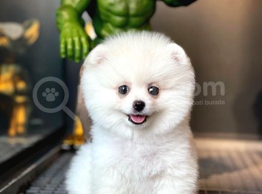 Ayı Surat Pomeranian Boo Yavrularımız