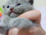 A Kalite Safkan Yavrularım Rezerveye Açıyorum