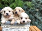 Maltıpoo Yavrularımız Yeni Aileleri Ile Tanışmaya Hazır