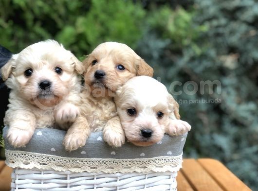 Maltıpoo Yavrularımız Yeni Aileleri Ile Tanışmaya Hazır görsel