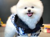 Yavru Patiler Güvencesiyle Pomeranian Yavrular