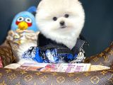 Yavru Patiler Güvencesiyle Pomeranian Yavrular