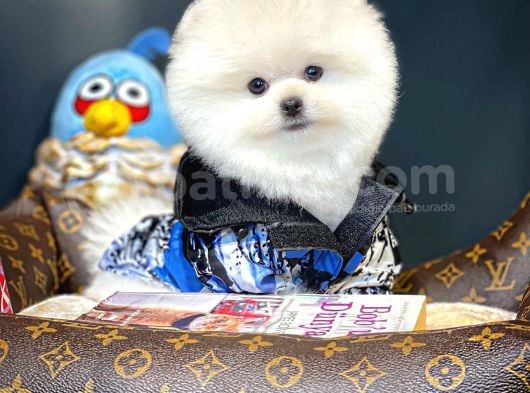 Yavru Patiler Güvencesiyle Pomeranian Yavrular görsel