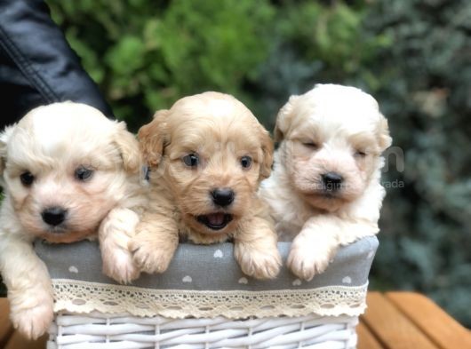 Maltıpoo Yavrularımız Yeni Aileleri Ile Tanışmaya Hazır görsel
