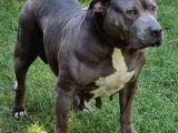2.5 Aylik Ameri̇kan Bully Xl Erkek Bebekler