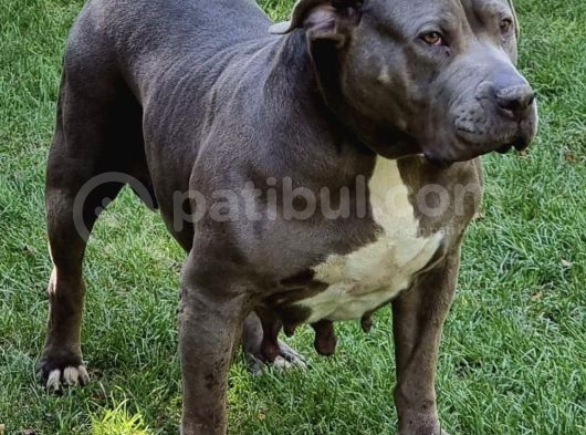 2.5 Aylik Ameri̇kan Bully Xl Erkek Bebekler görsel