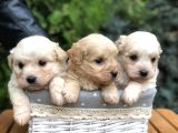 Maltıpoo Yavrularımız Yeni Aileleri Ile Tanışmaya Hazır