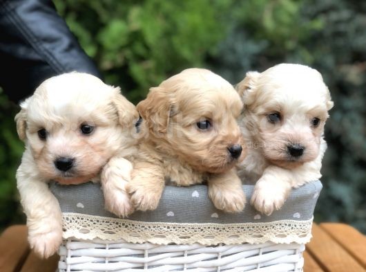 Maltıpoo Yavrularımız Yeni Aileleri Ile Tanışmaya Hazır görsel