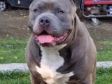 2.5 Aylik Ameri̇kan Bully Xl Erkek Bebekler
